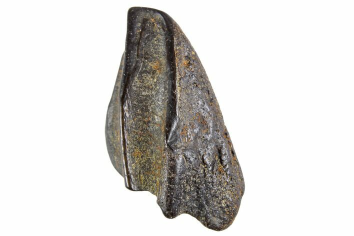 Fossil Hadrosaur (Edmontosaurus) Partial Tooth - Montana #340928